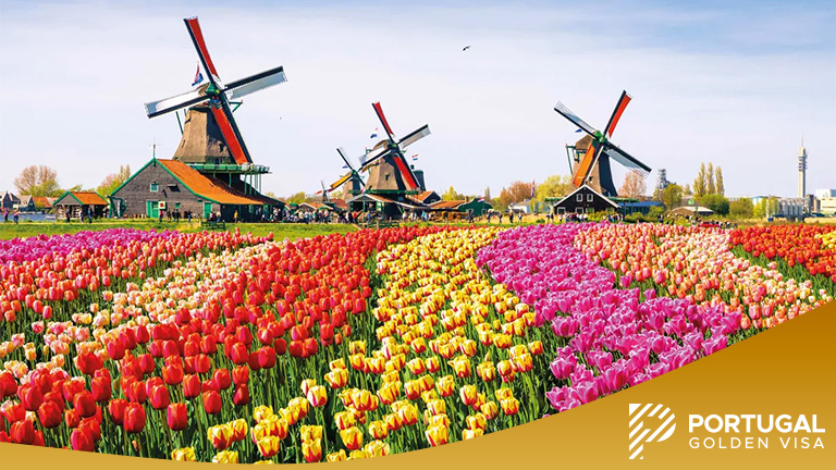 Landscape with tulips, traditional dutch windmills and houses near the canal in Zaanse Schans, Netherlands